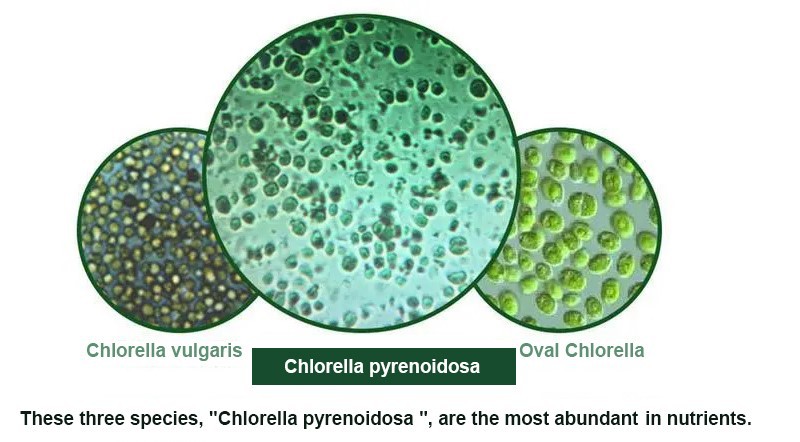 Take chlorella tablets Take chlorella tablets